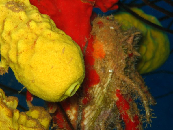 Bonaire Sponges