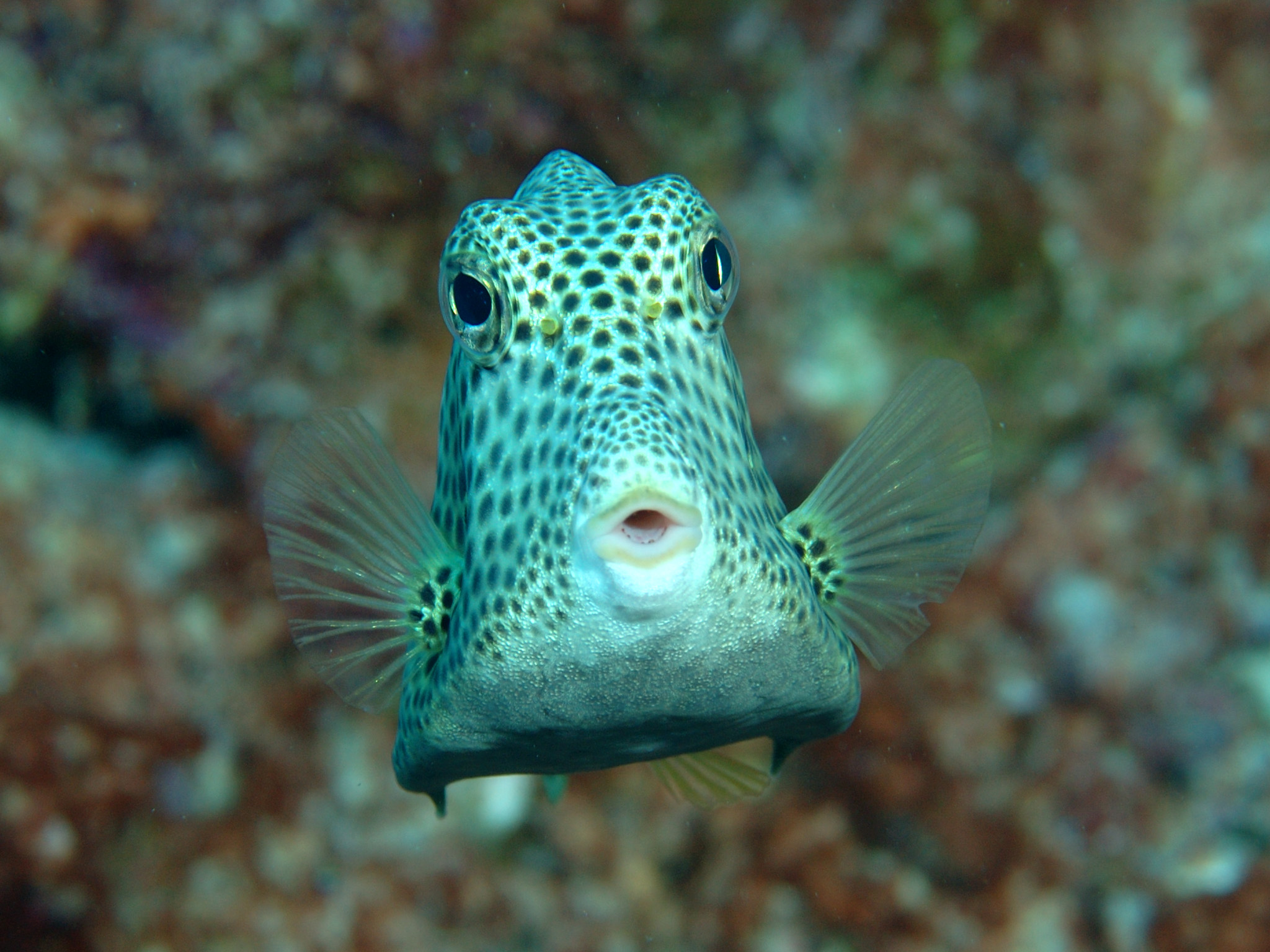 bonaire trunkfish