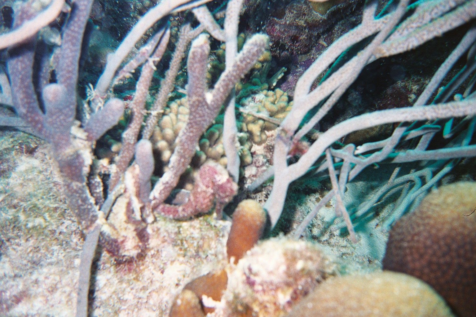 Bonaire Underwater 2002