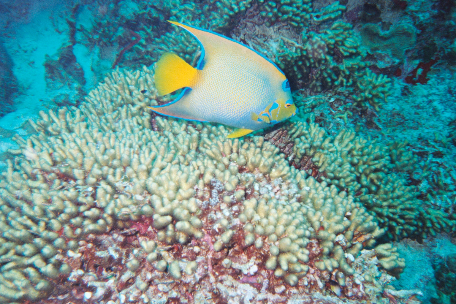 Bonaire Underwater 2002