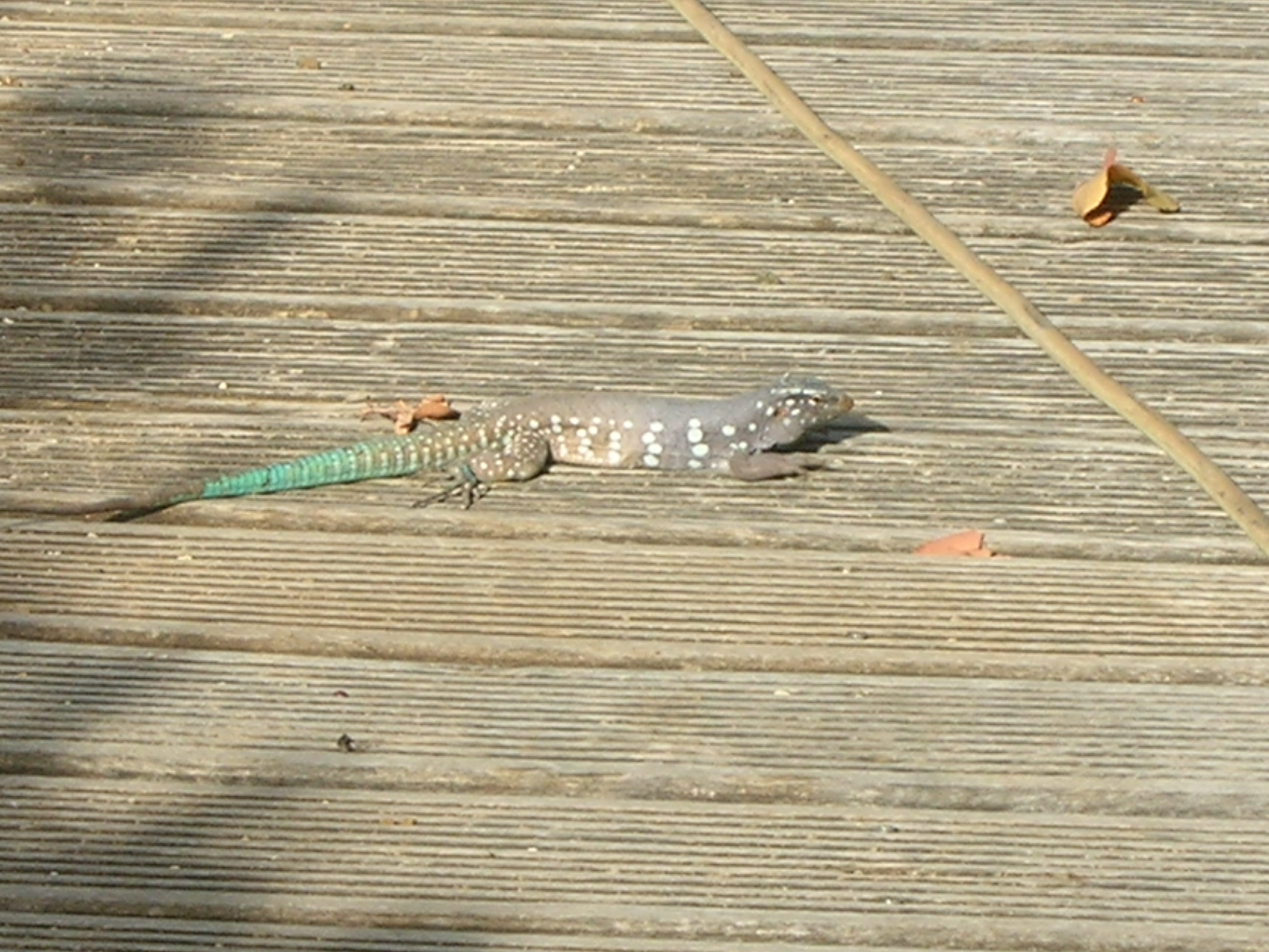 Bonaire whip-tailed lizard