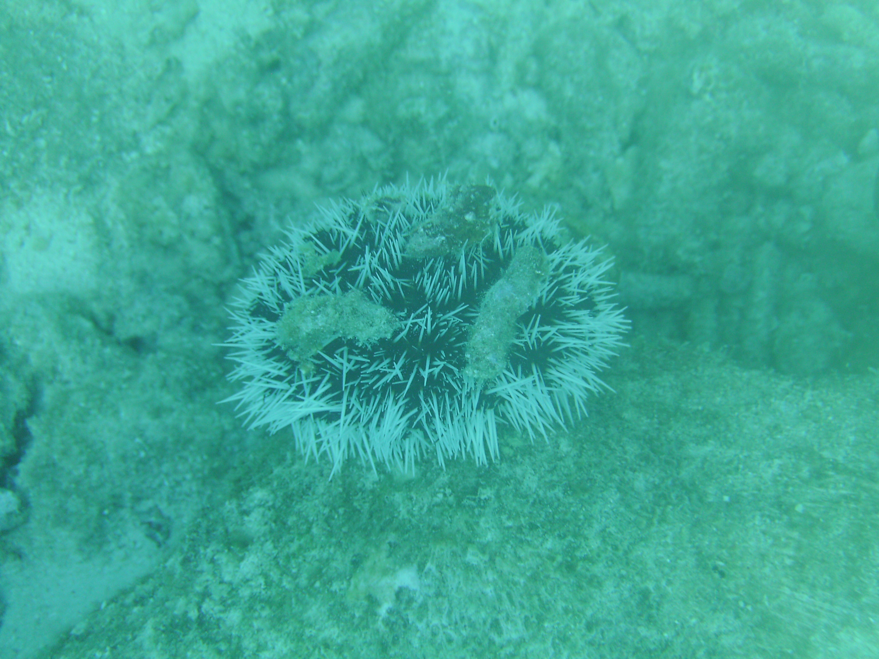 Bonaire White Short Spined Sea Urchin