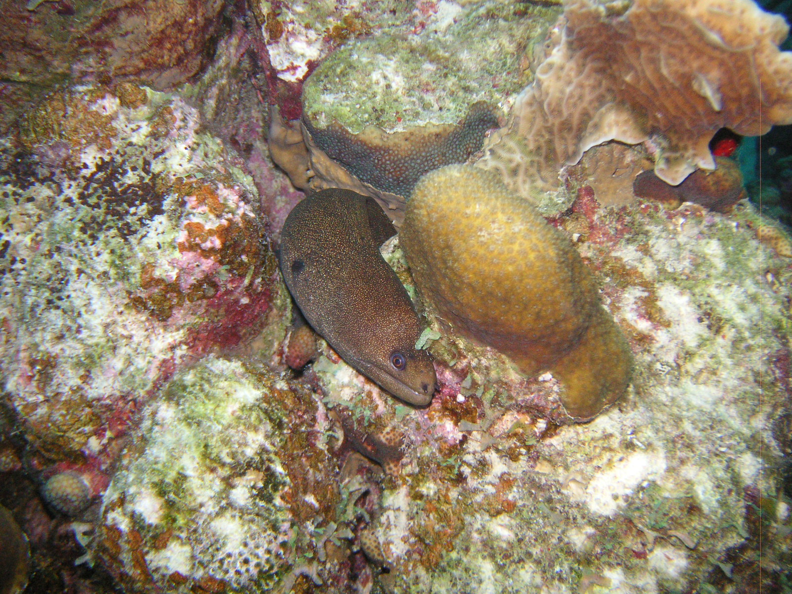 Bonaire