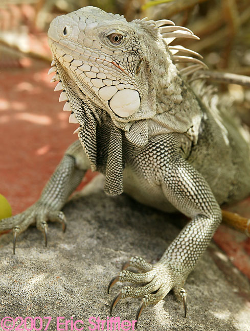 Bonaire