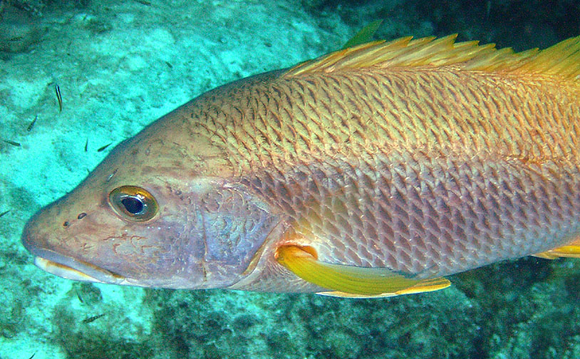 bonaire