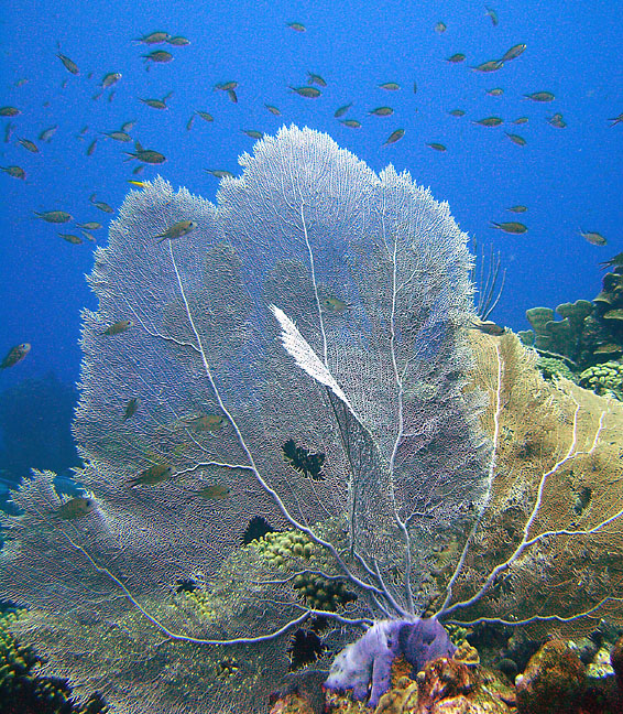 bonaire