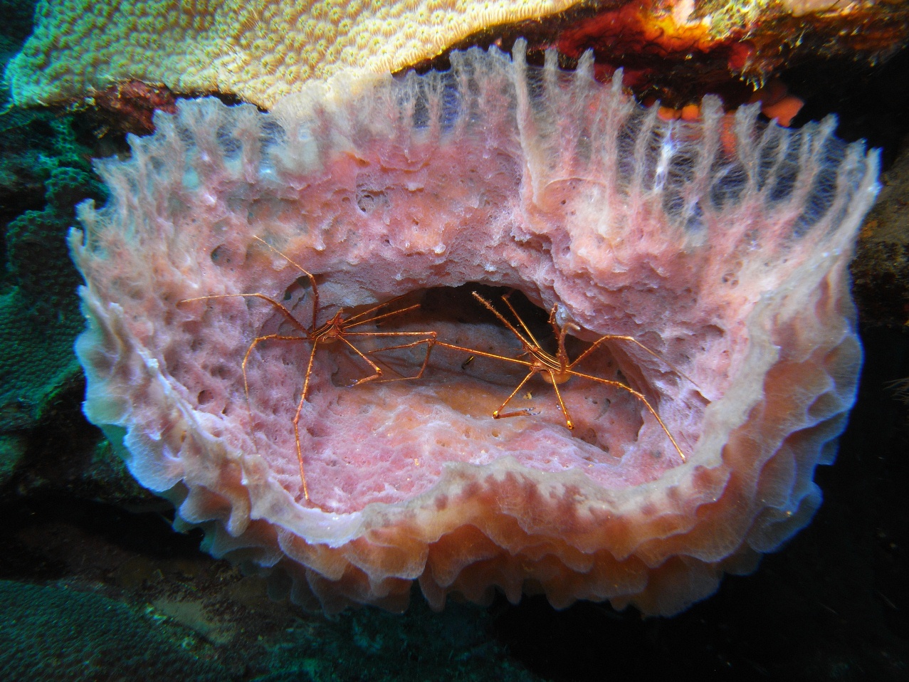 Bonaire