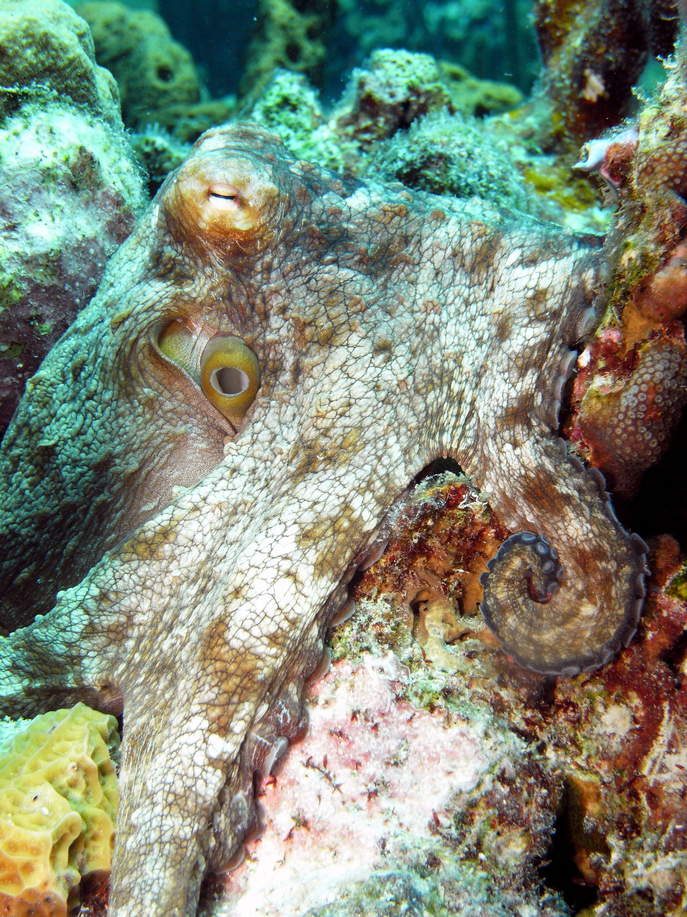 Bonaire