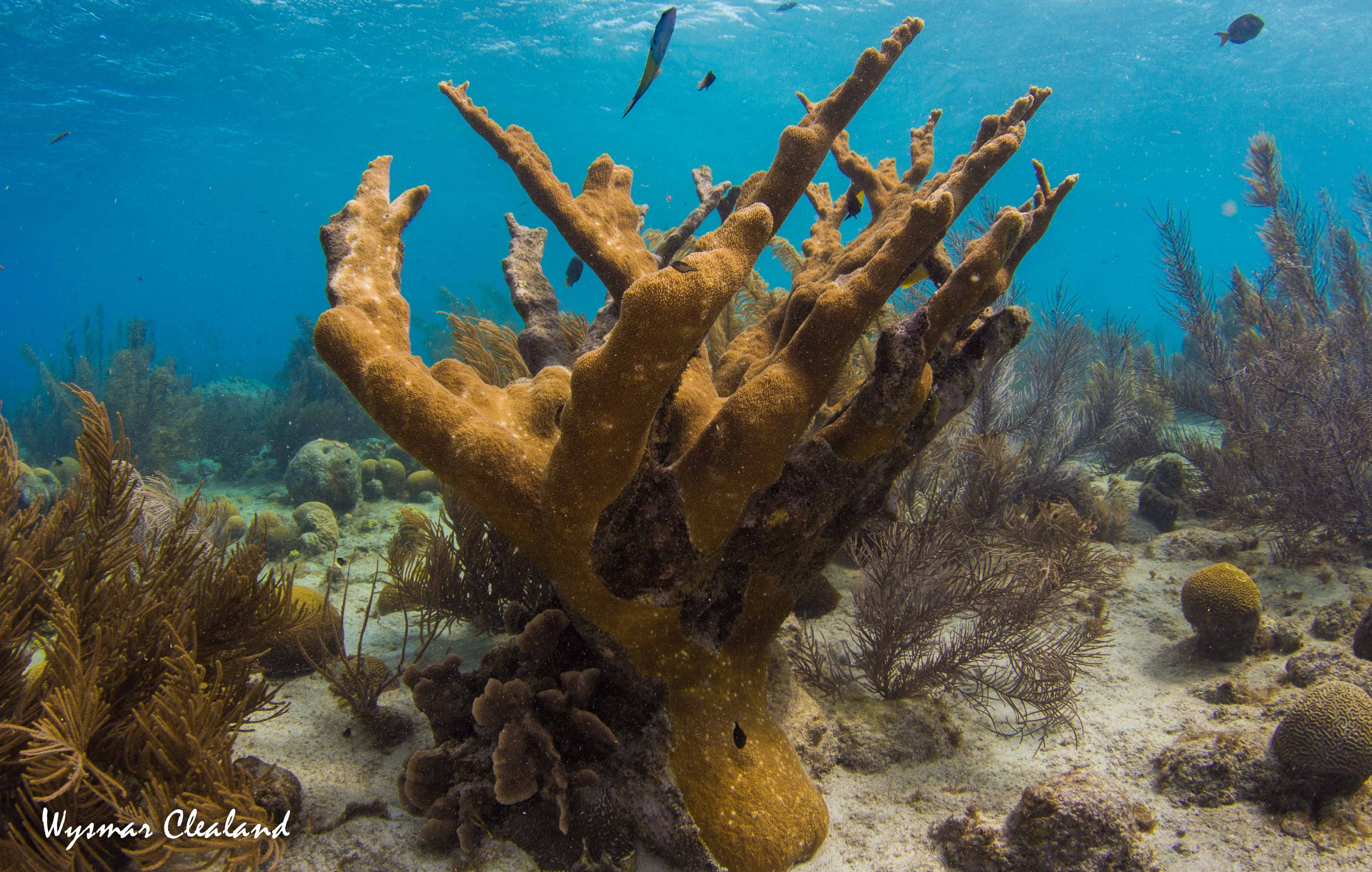 bonaire_2013-115