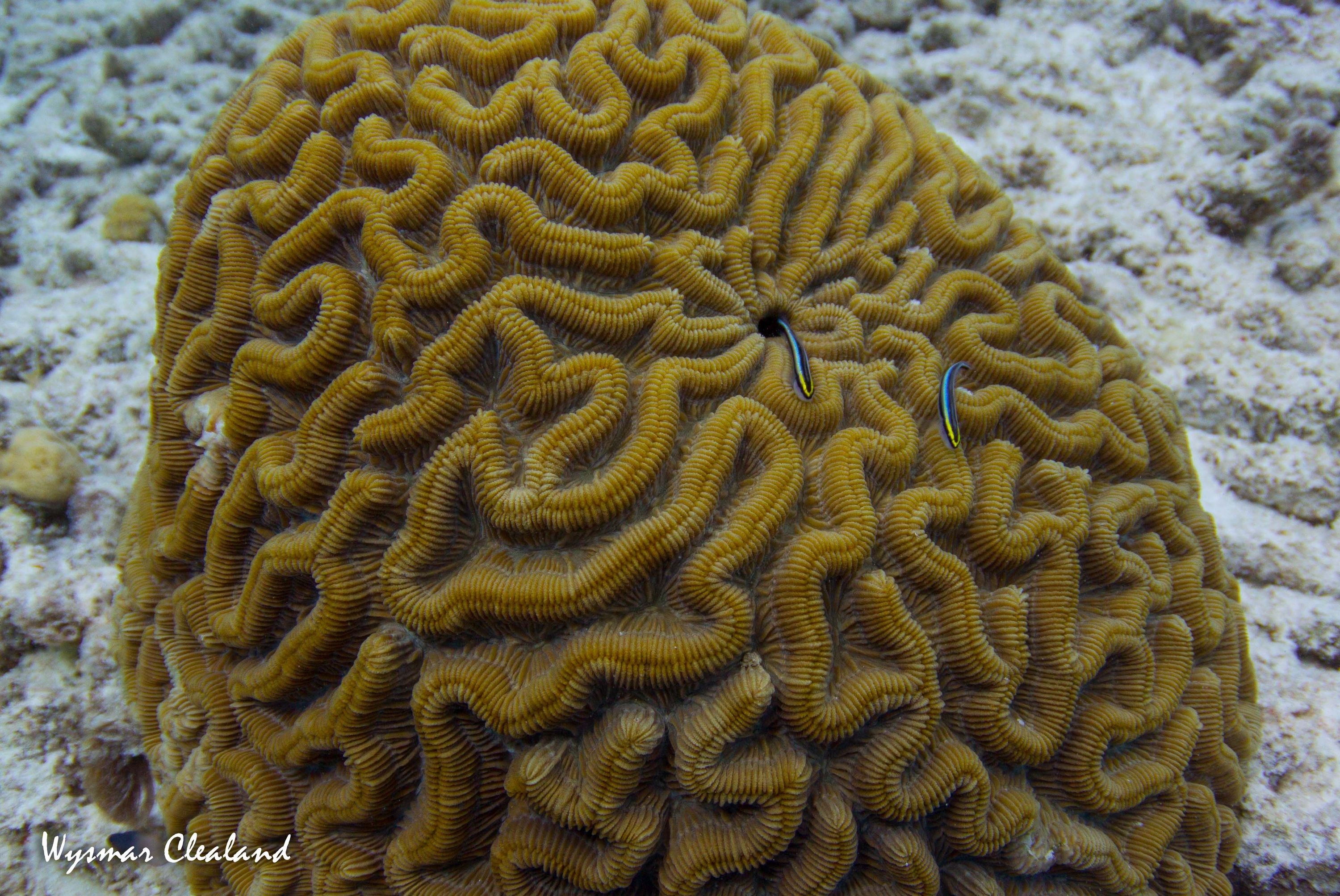 bonaire_2013-116