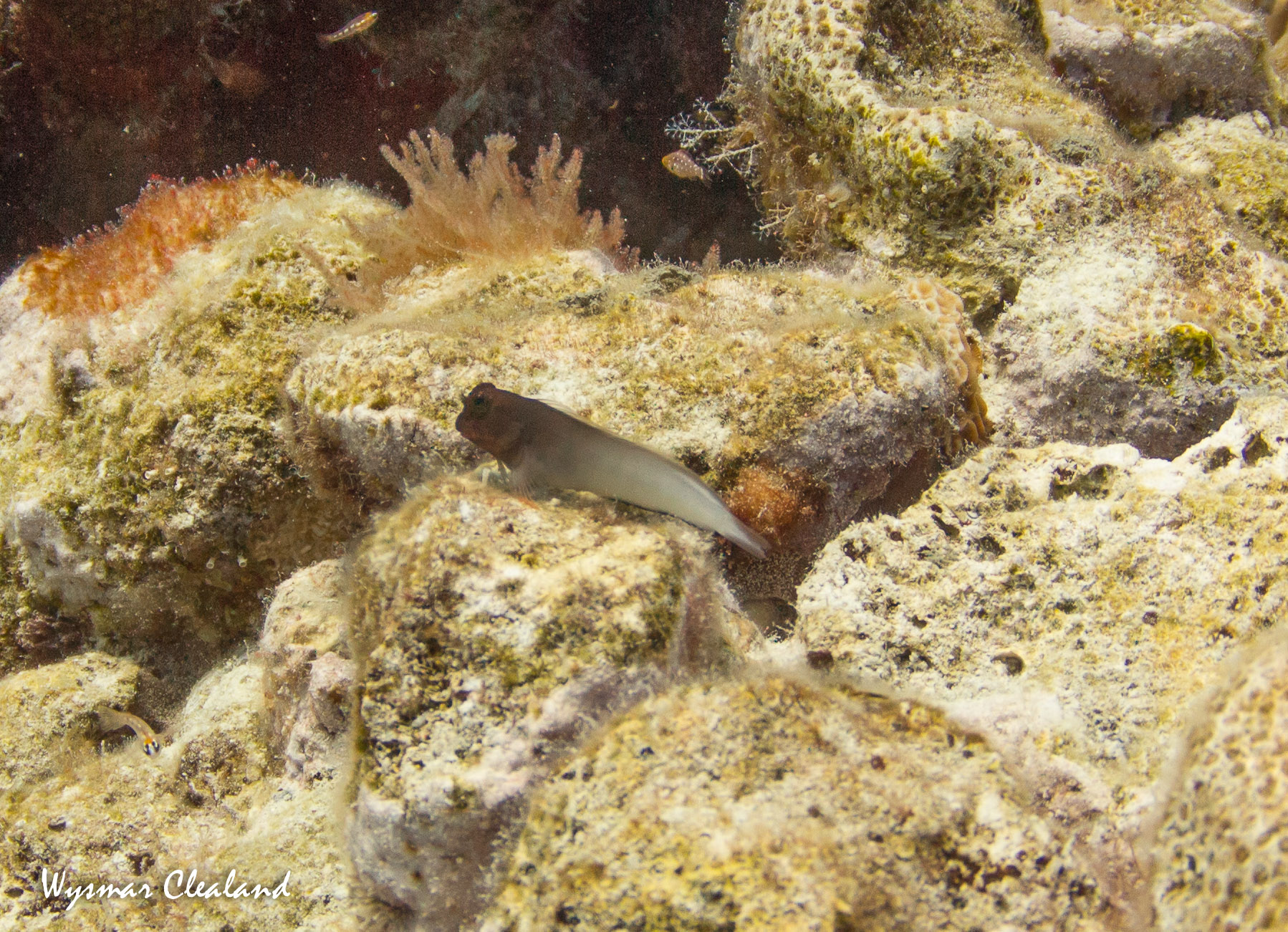 bonaire_2013-123