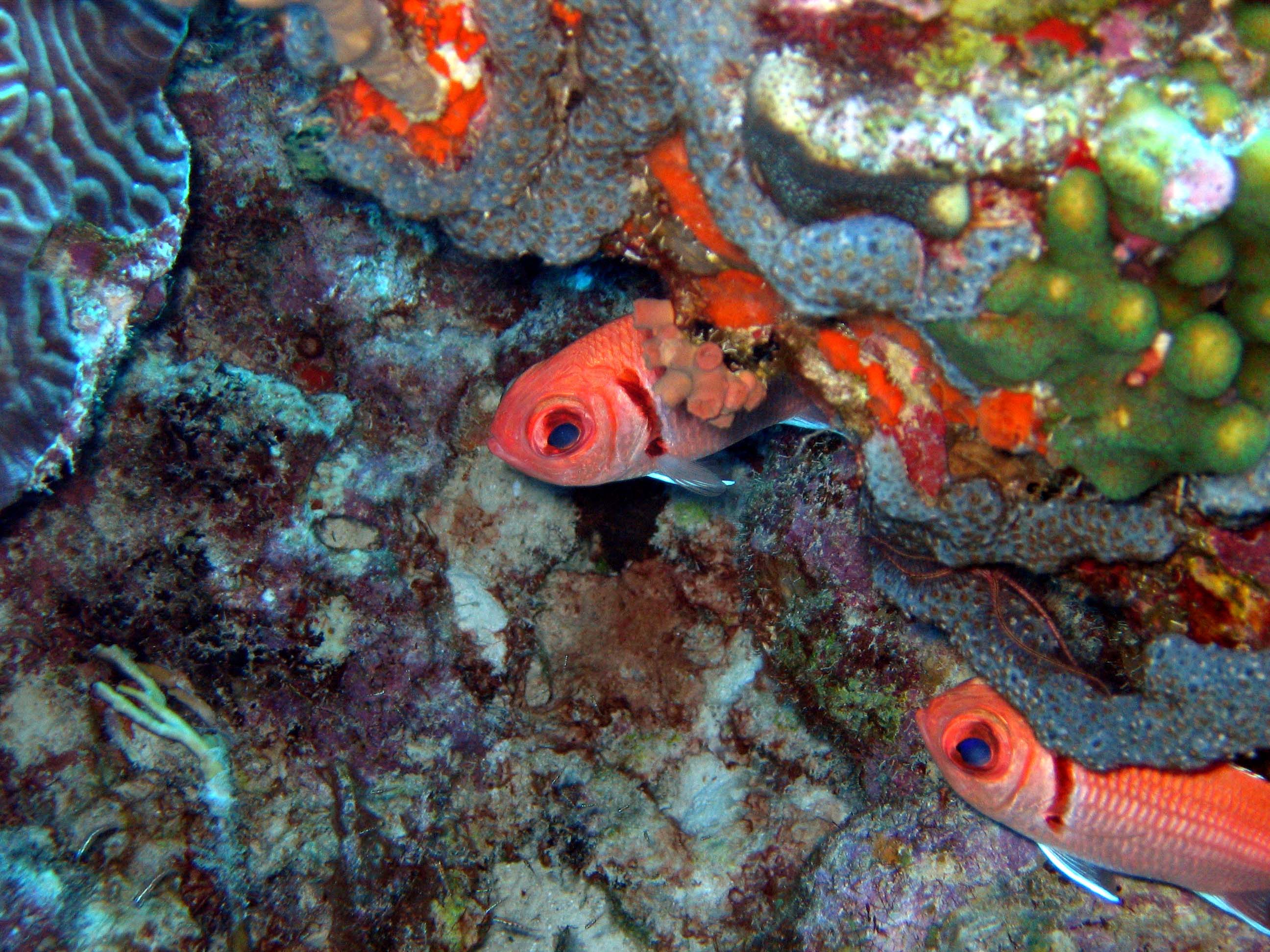 Bonaire_Pink_Beach_016001