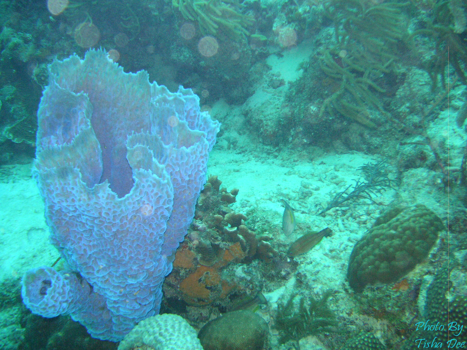 bonaire_scuba_036