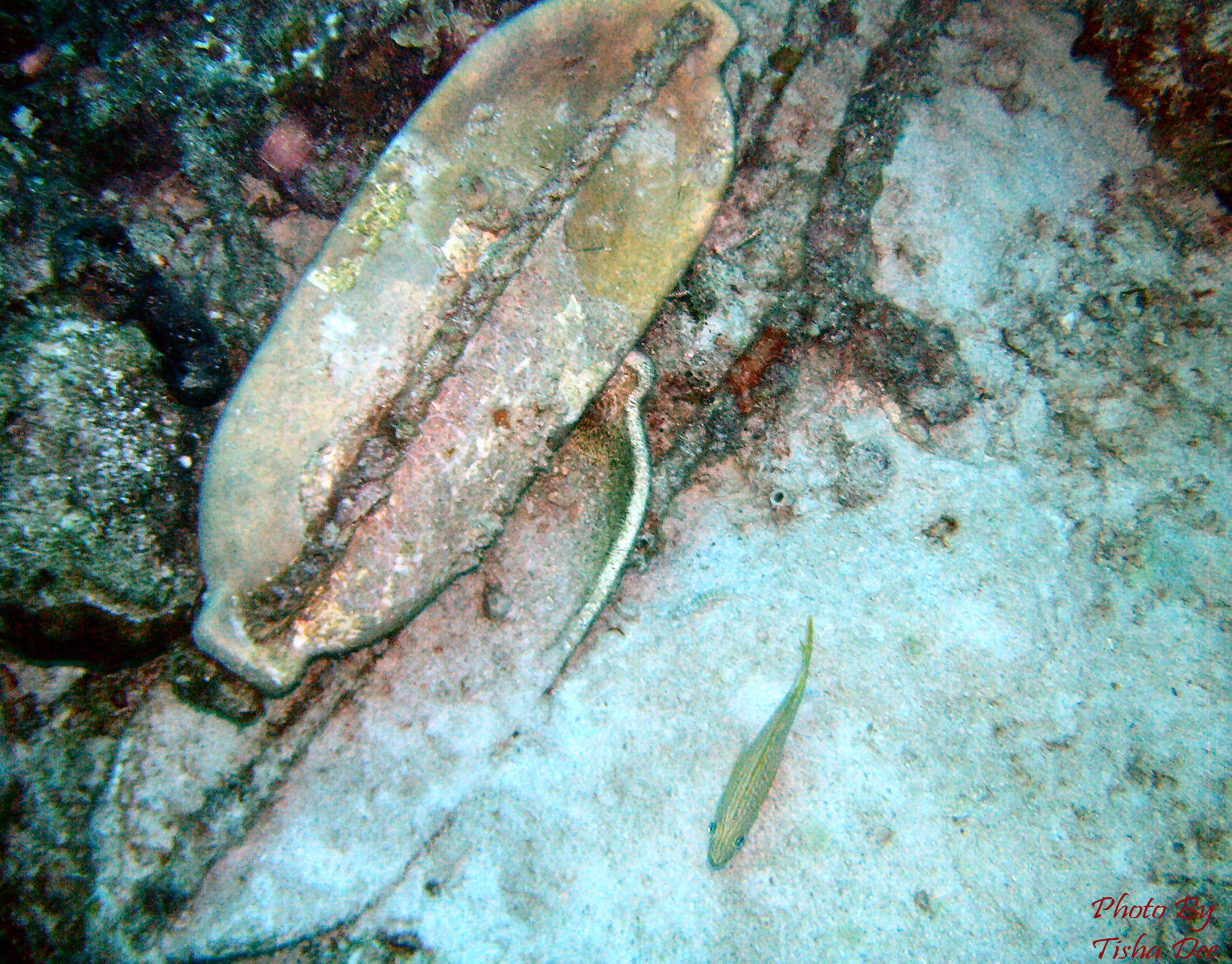 bonaire_scuba_039