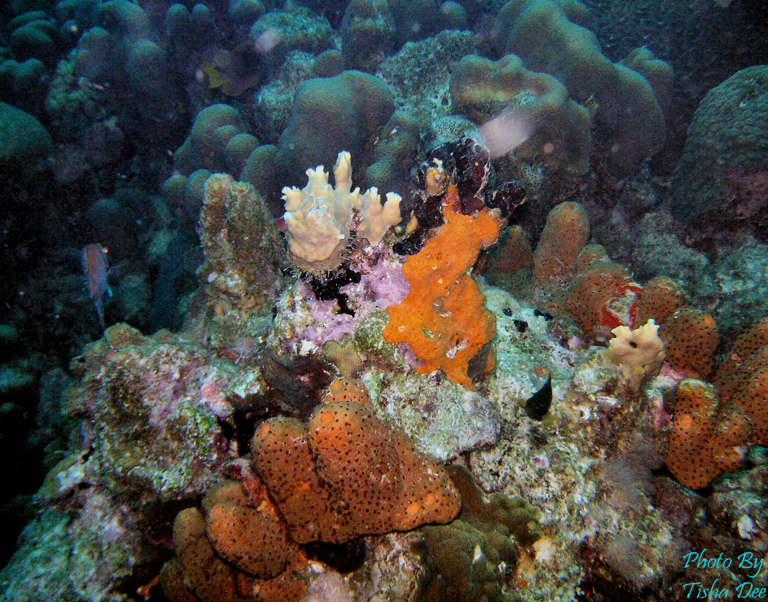 bonaire_scuba_042