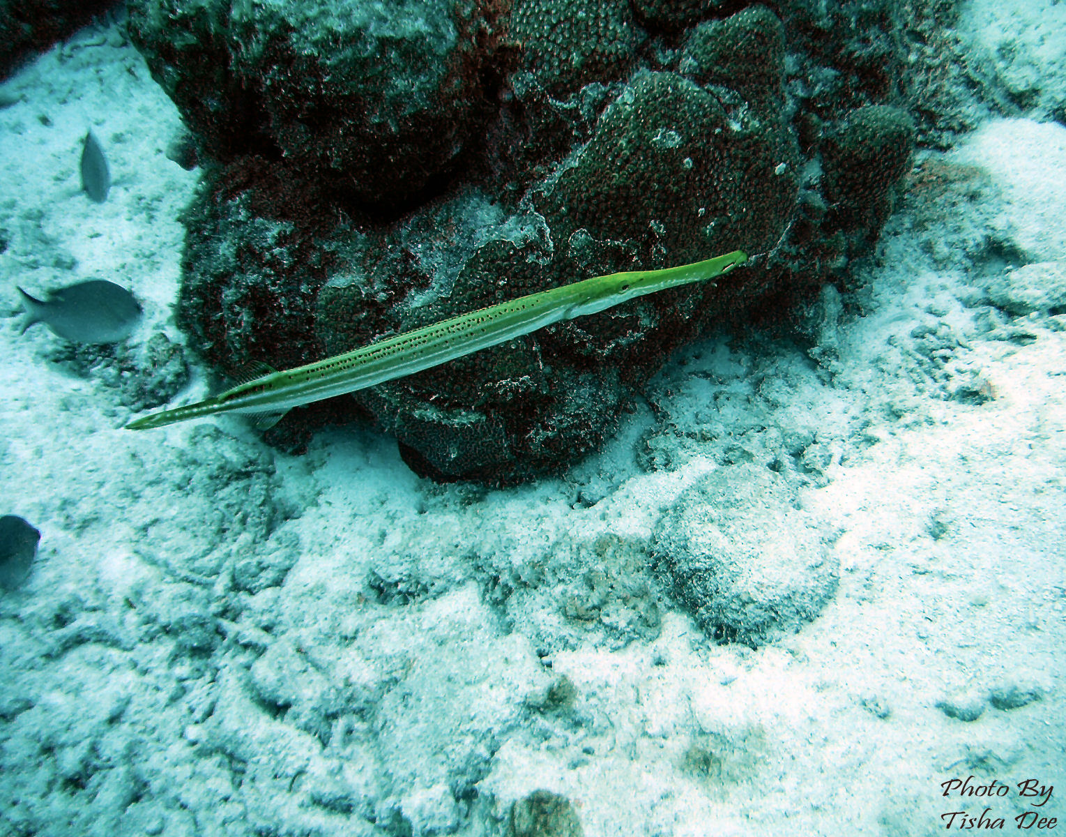 bonaire_scuba_065