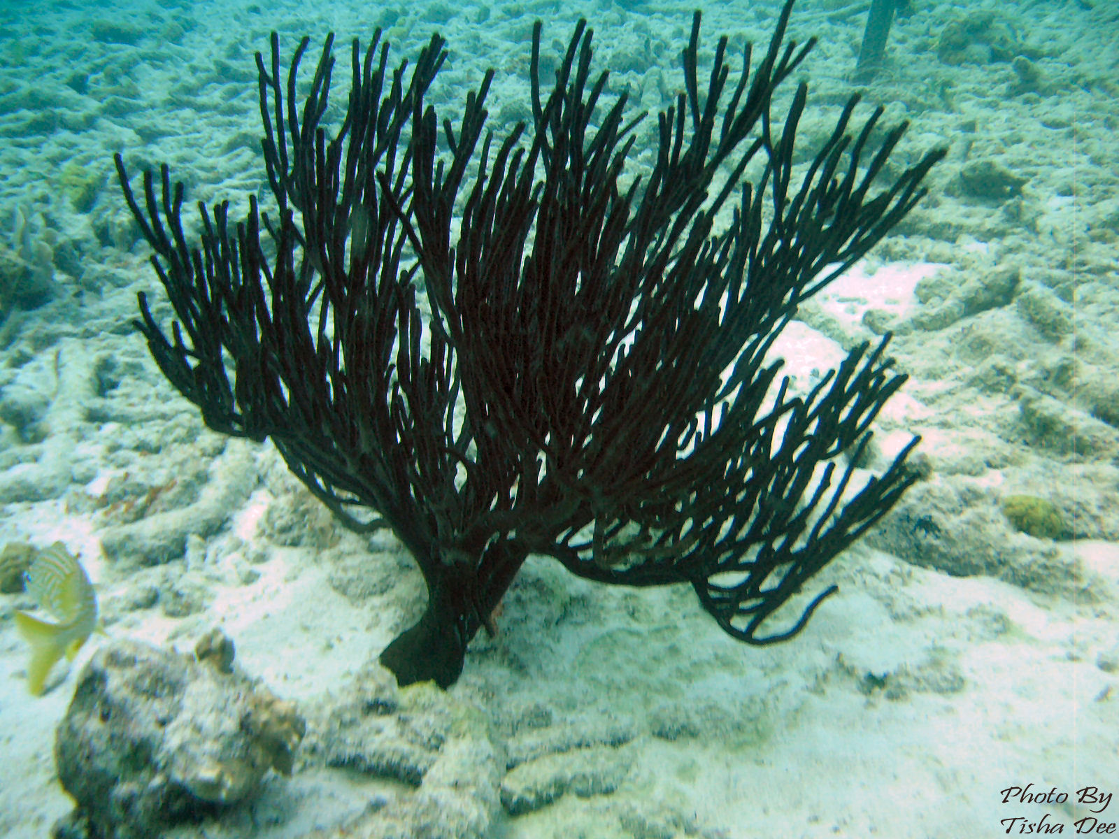 bonaire_scuba_070