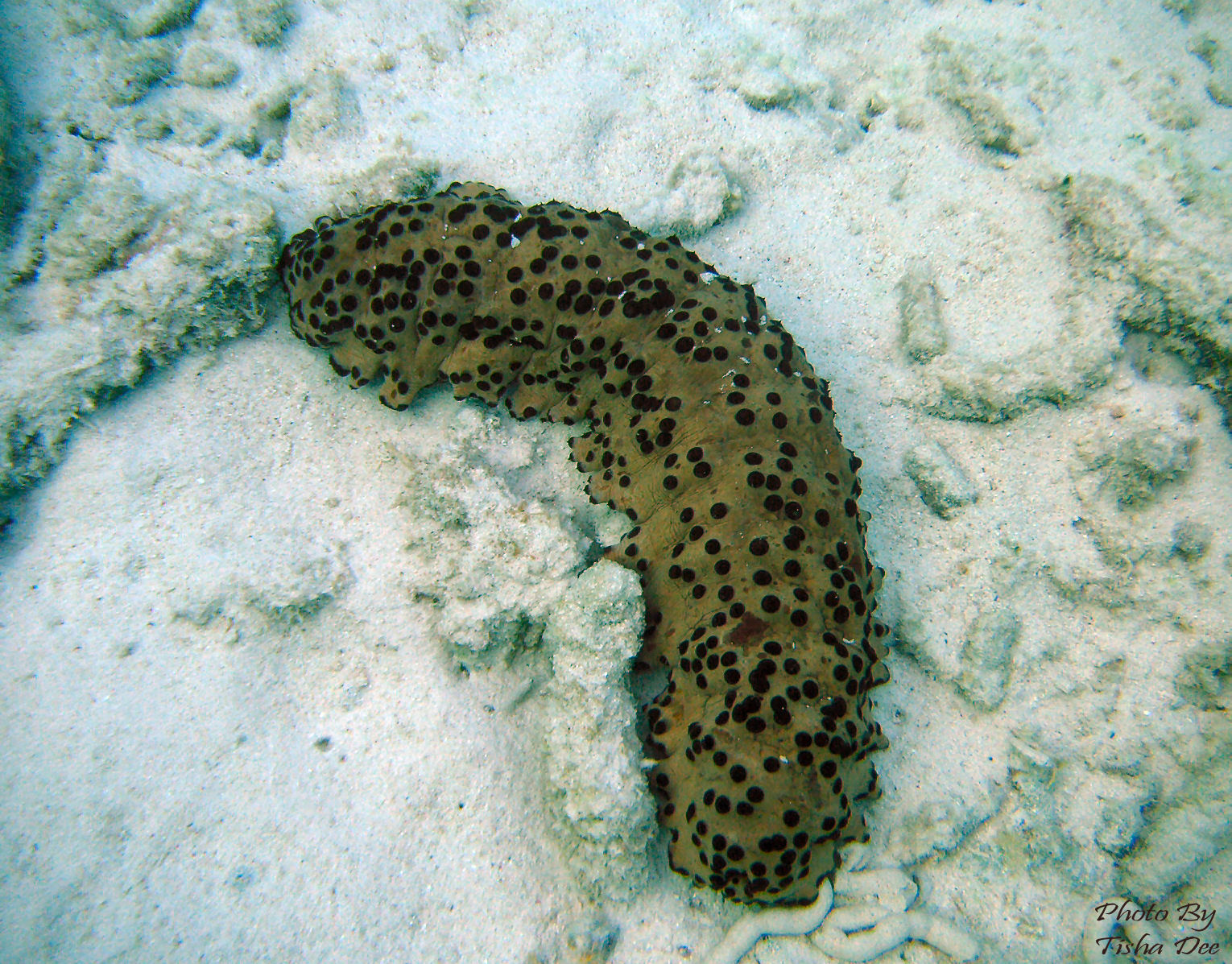 bonaire_scuba_071