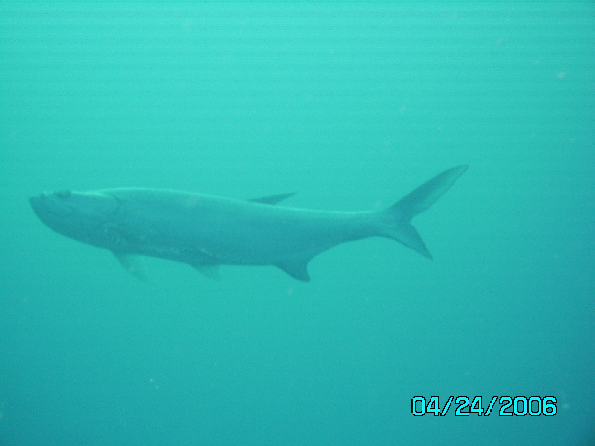 Bonaire_Tarpon