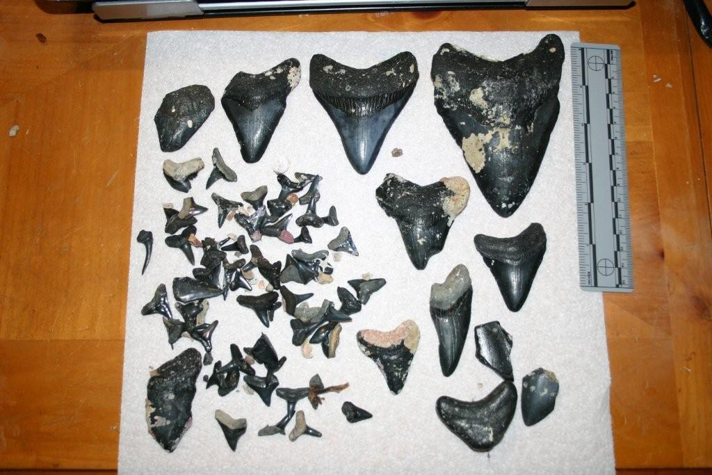 Bone Yard Shark Teeth