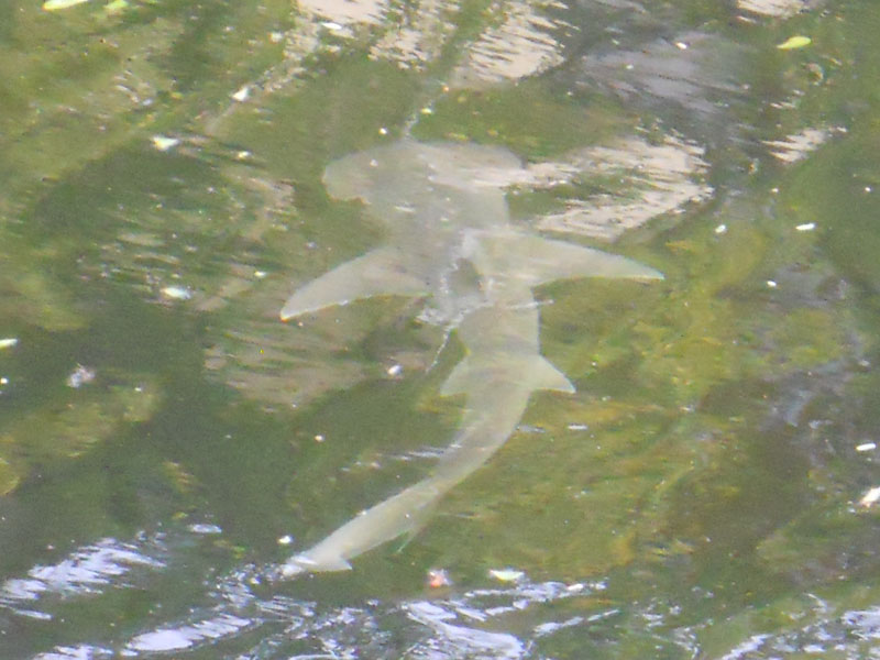 Bonnethead