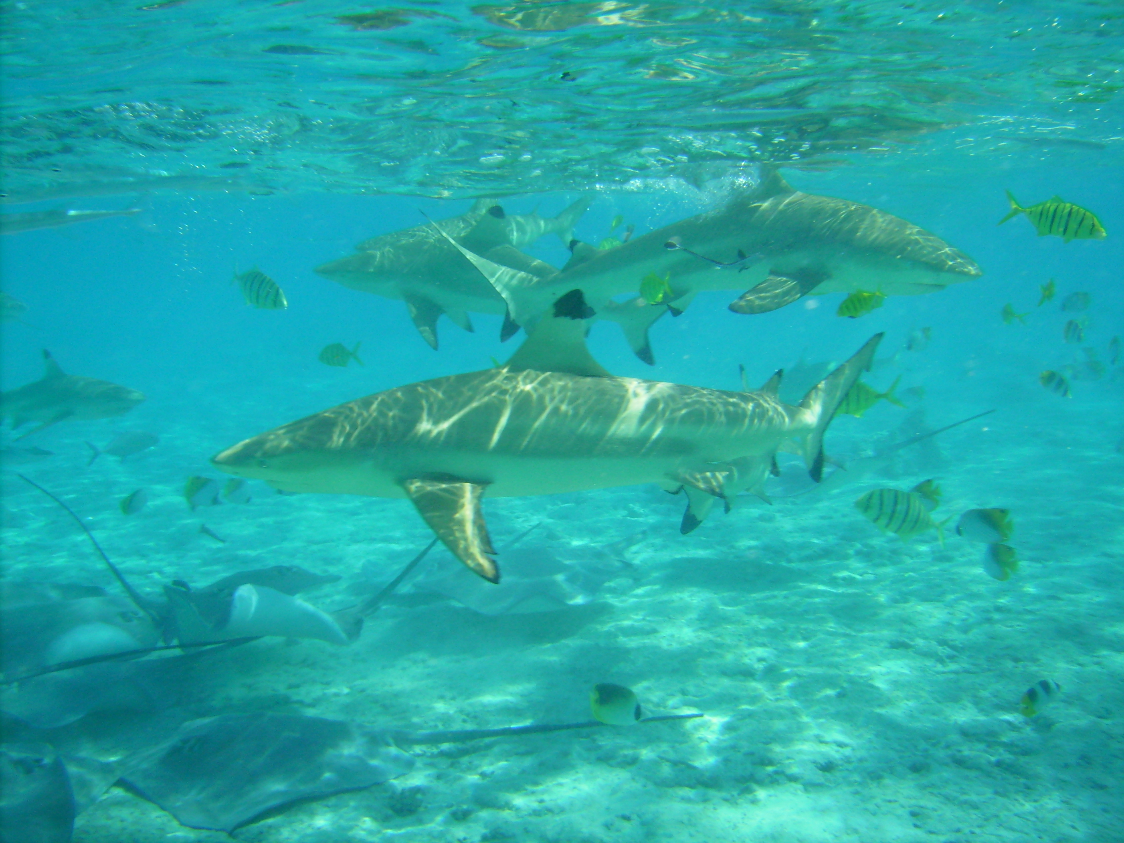 Bora Bora blacktip sharks & rays