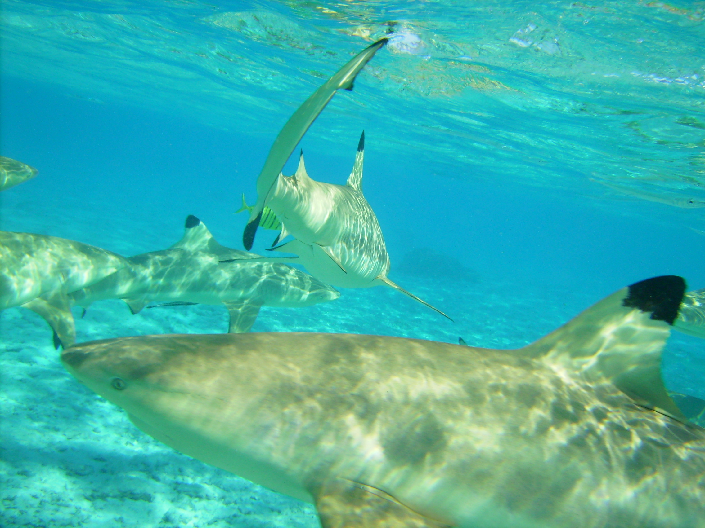 Bora Bora blacktip sharks