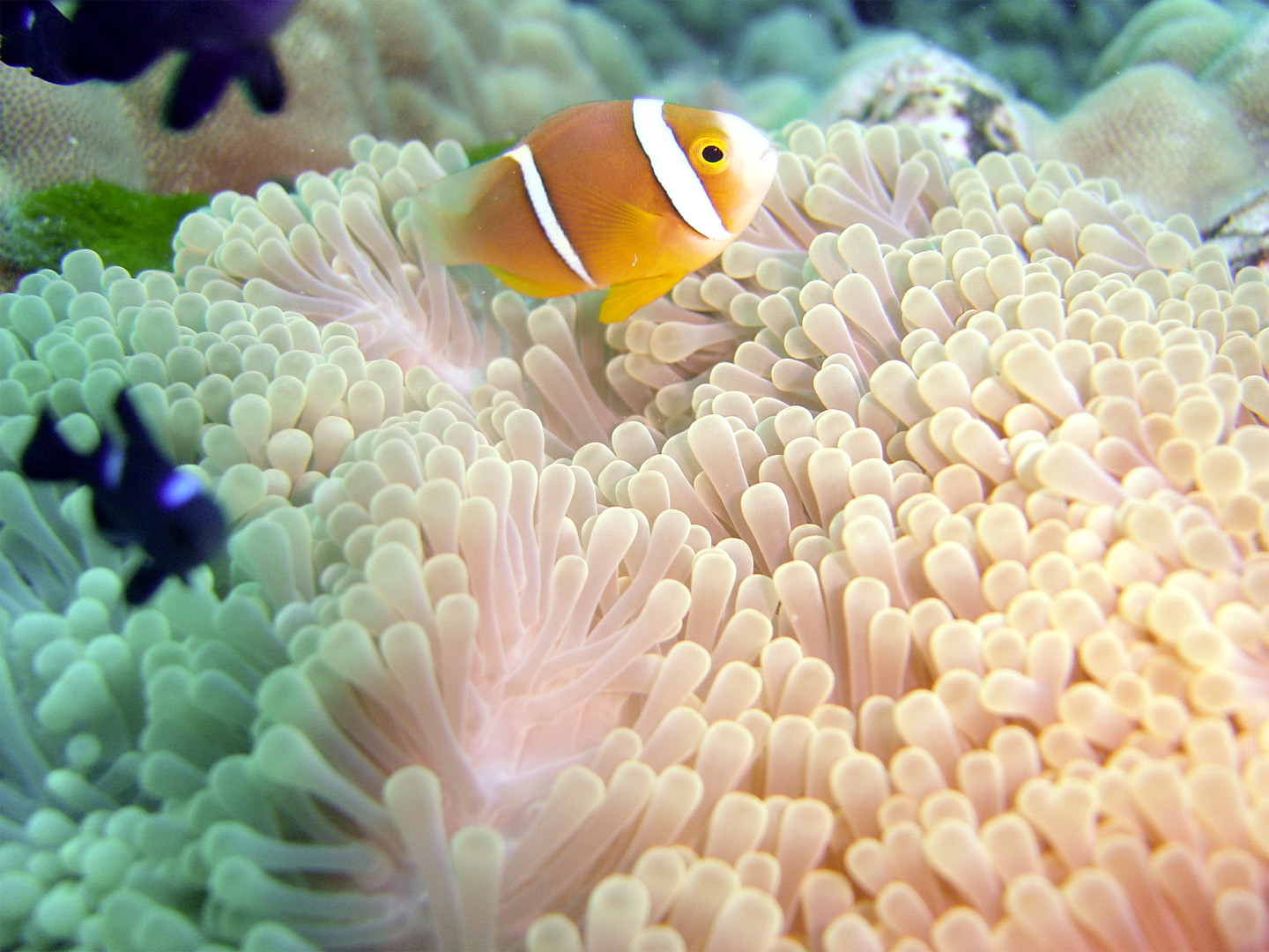 Bora Bora Diving