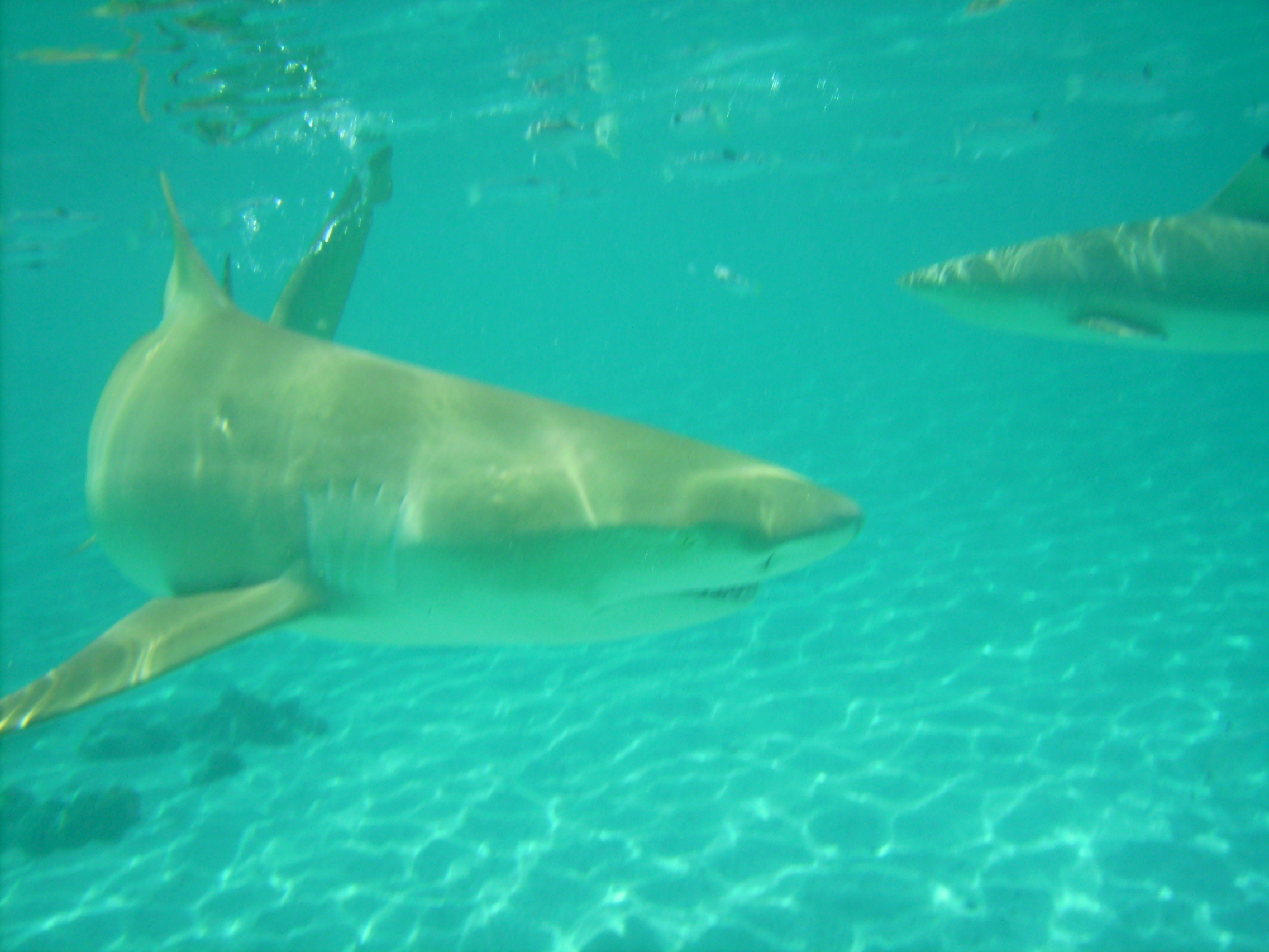 Bora Bora Lemon shark