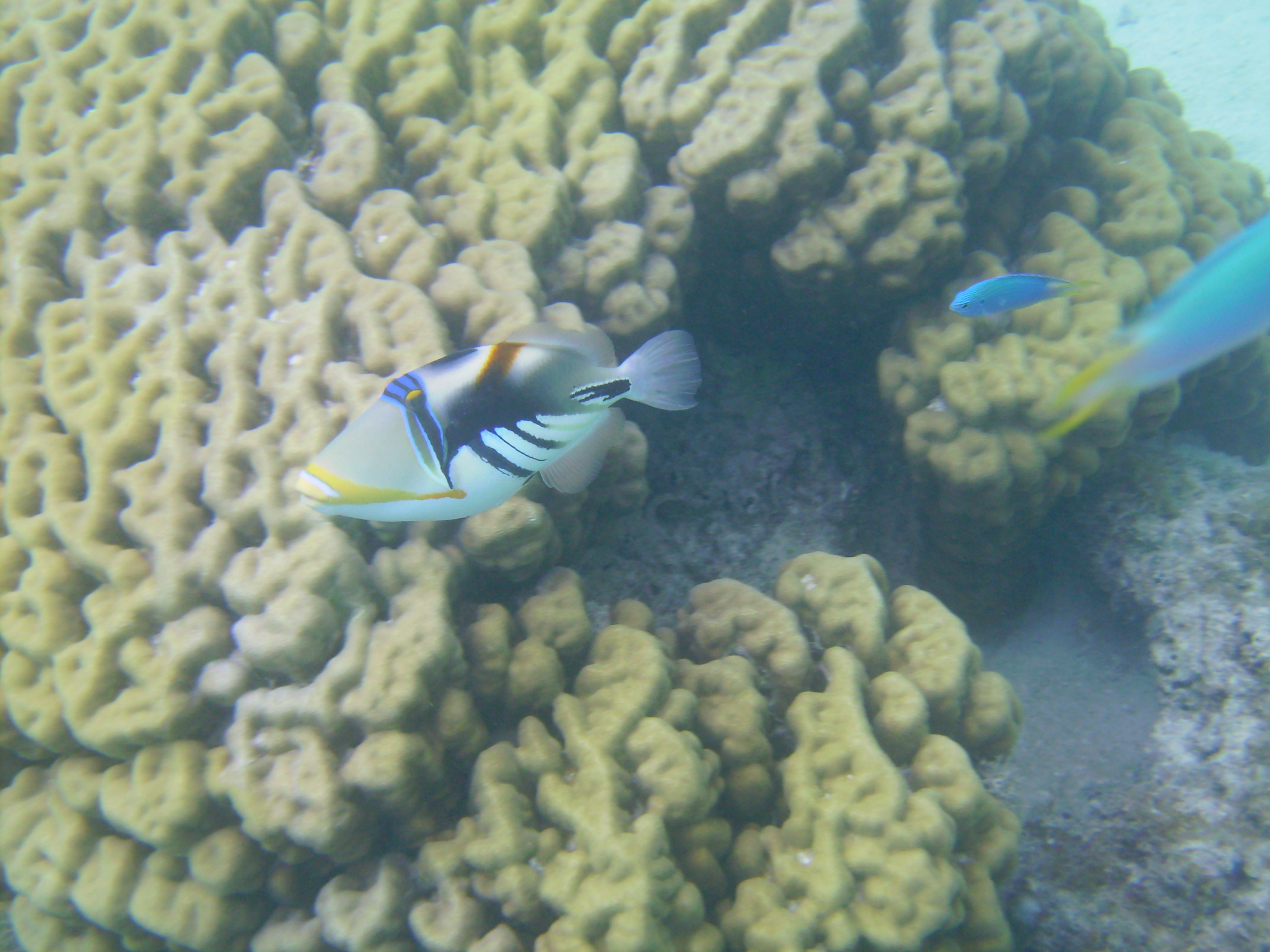 Bora Bora triggerfish