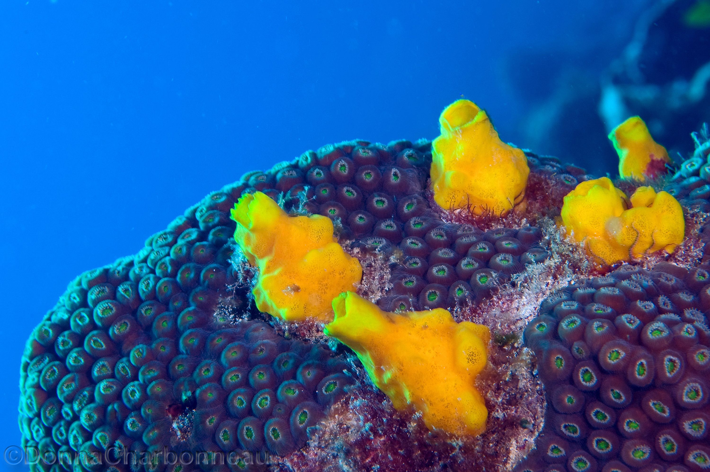 Boring sponge in Coral Head