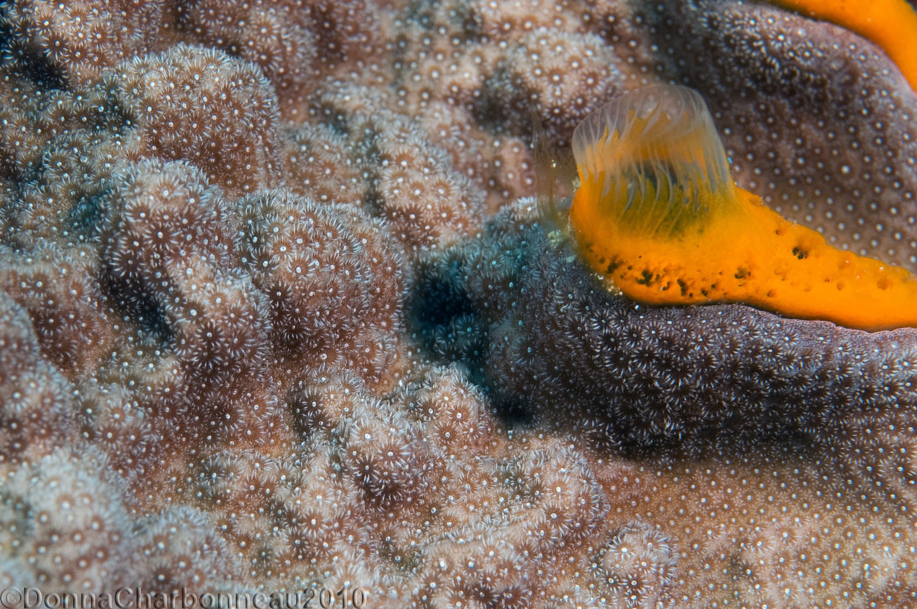 Boring sponge on Coral