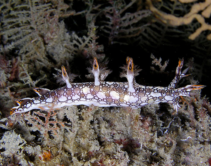 Bornella anguilla