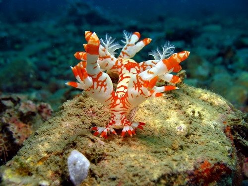 Bornella Nudibranch