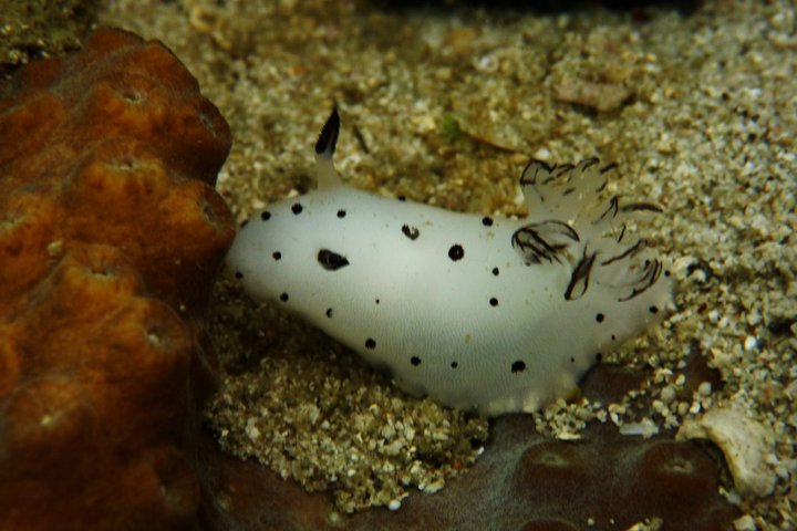 Bornella Nudibranch