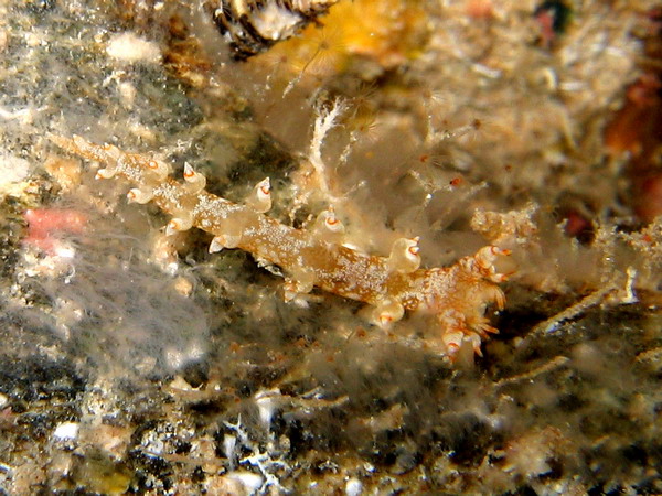 Bornella stellifer