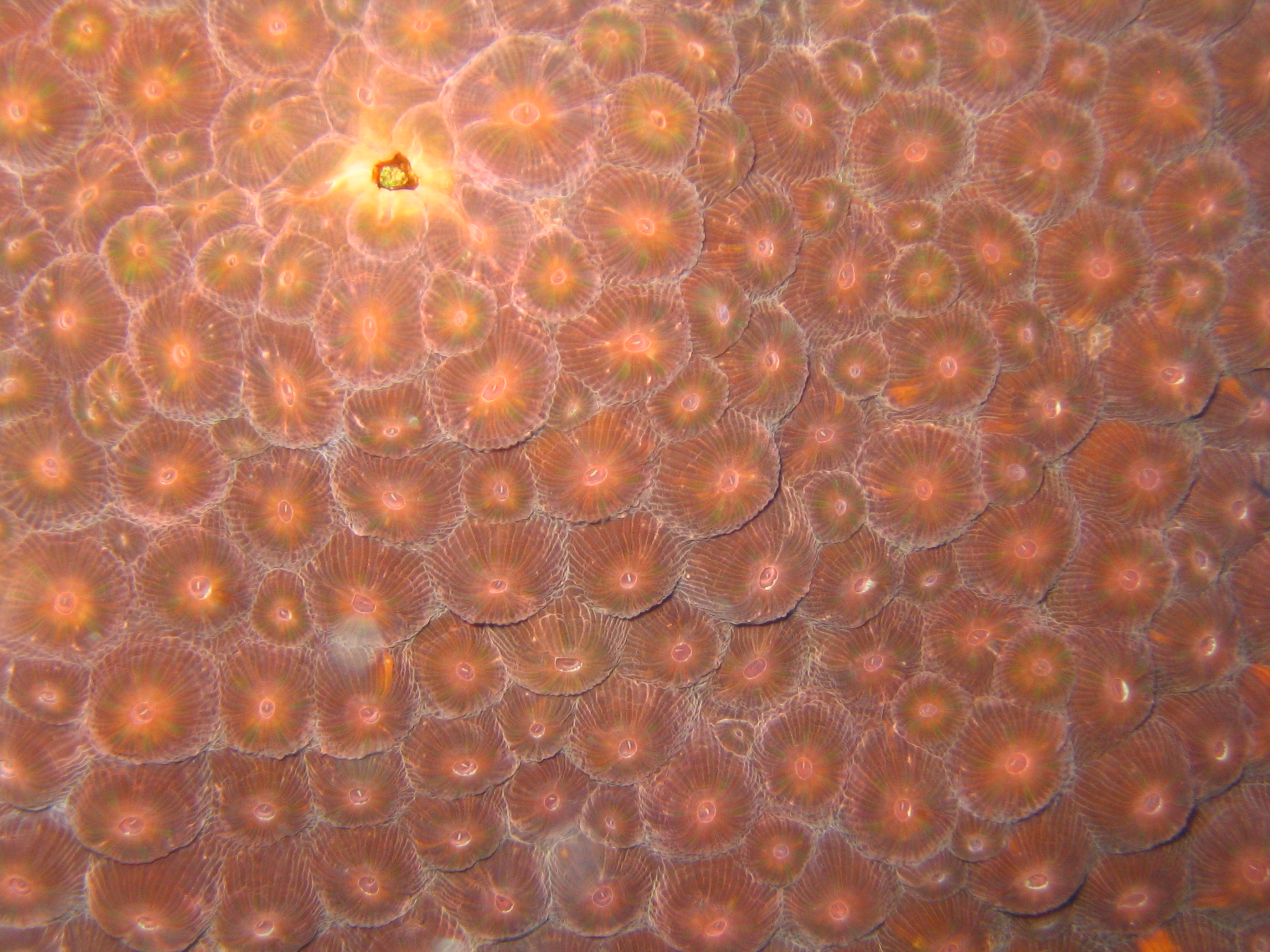 Boulder star coral, Montastrea annularis