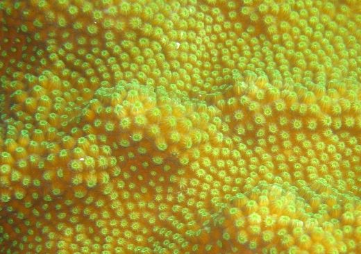 Boulder Star Coral