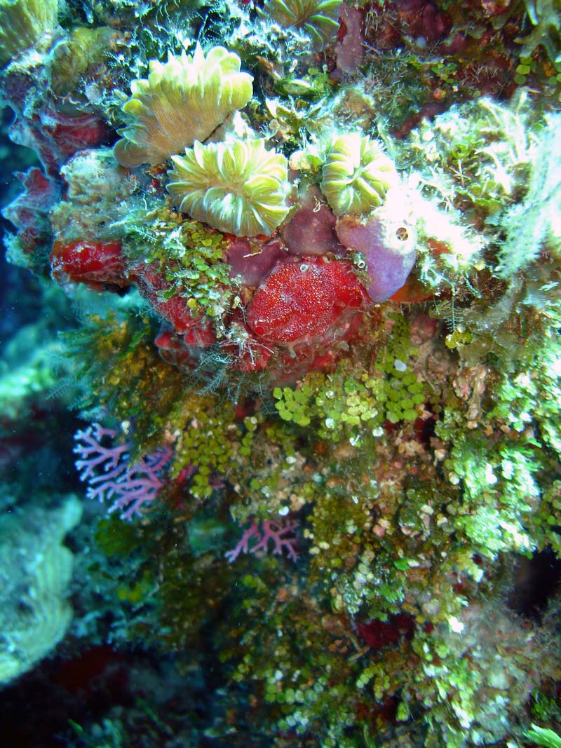 Bouquet_Of_Coral