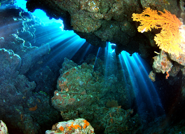 bowl reef coral cavern