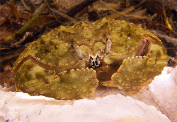 Box-Crab