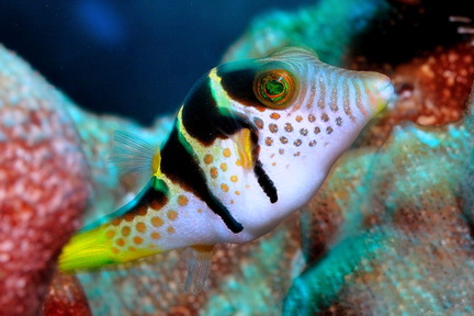 boxerfish