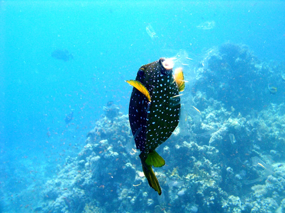 Boxfish having a snack