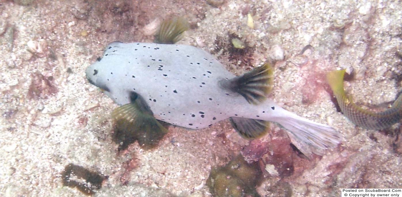 Boxfish