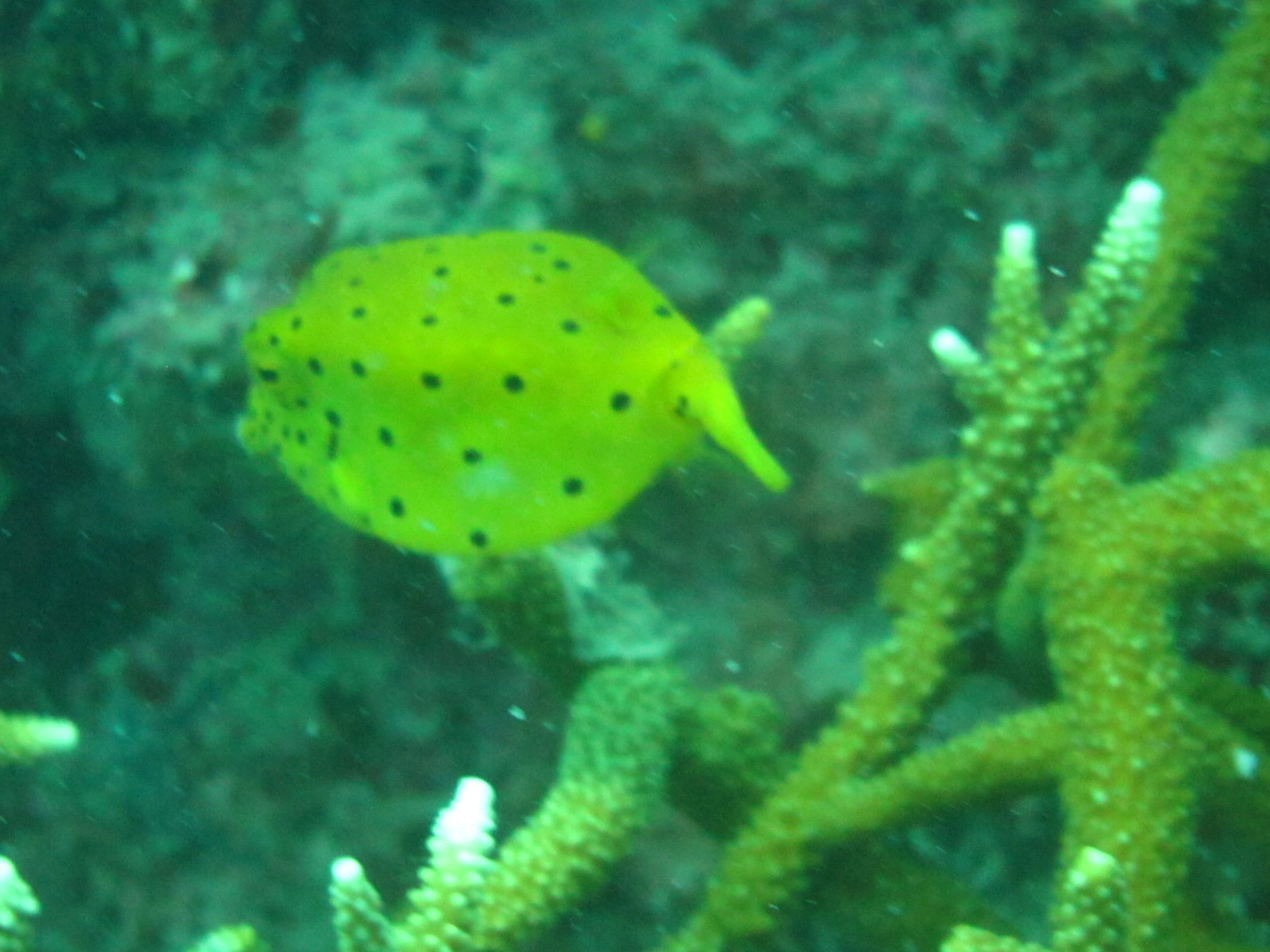 BoxFish