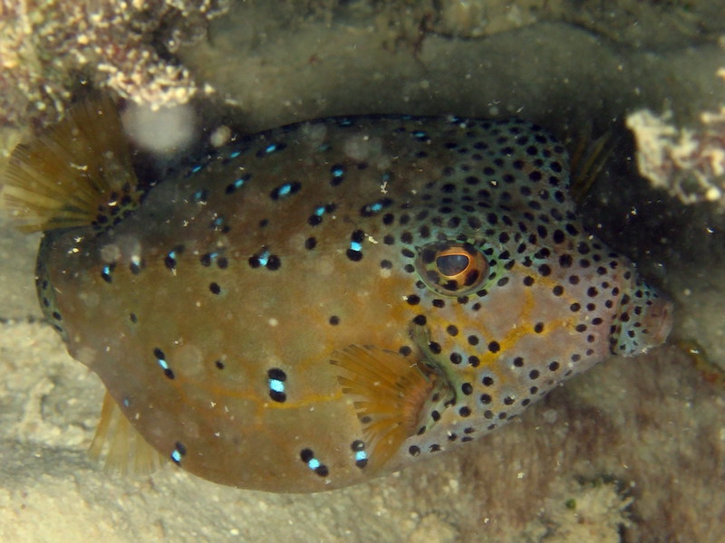 Boxfish