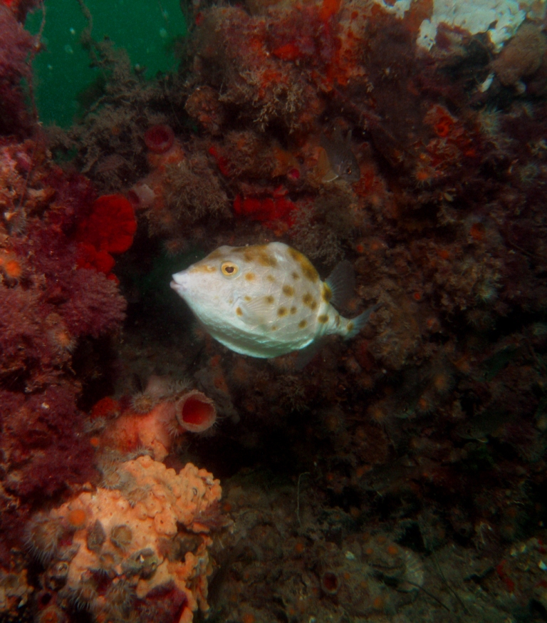 Boxfish