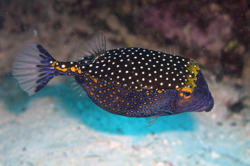 boxfish