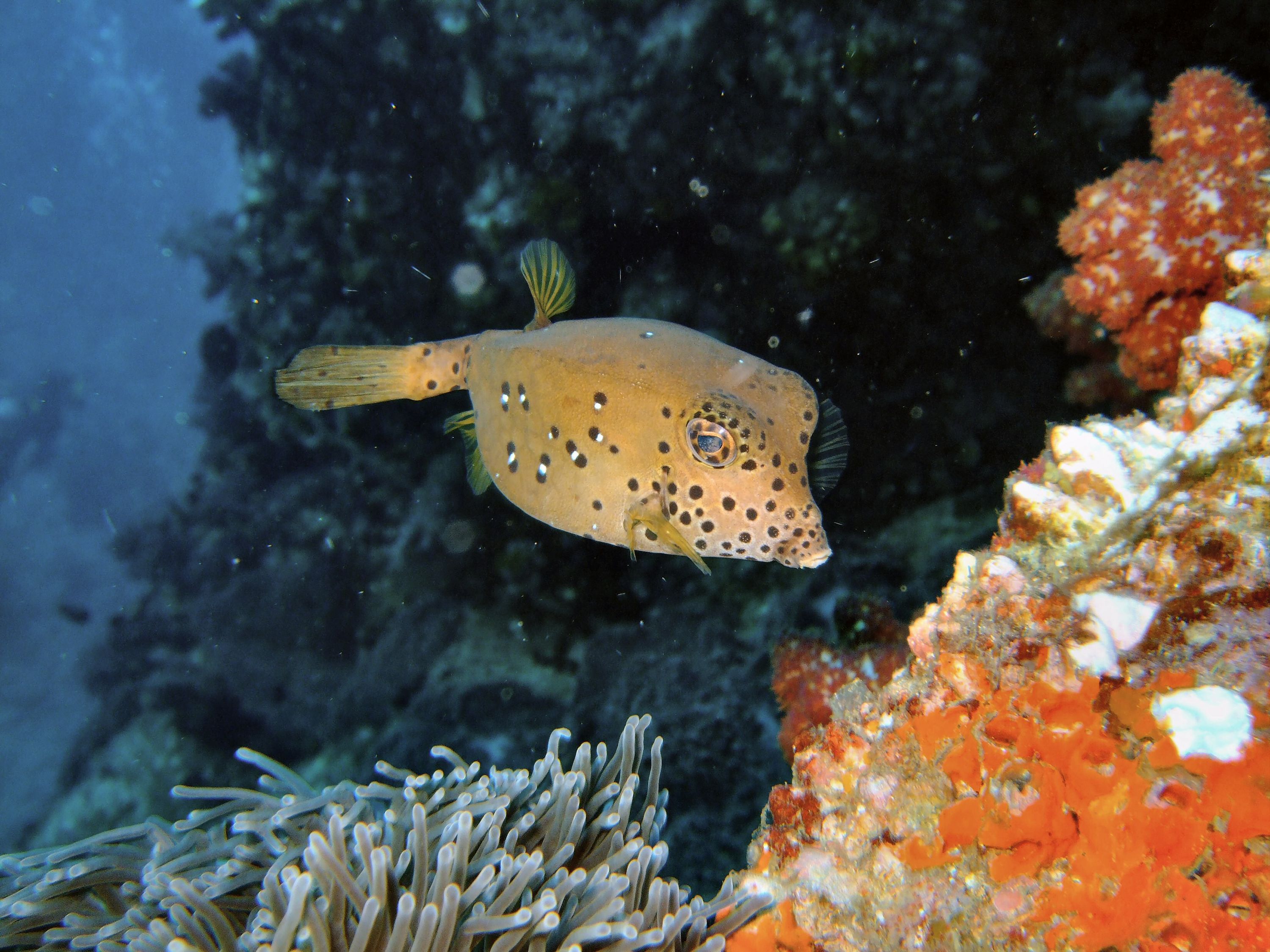 Boxfish