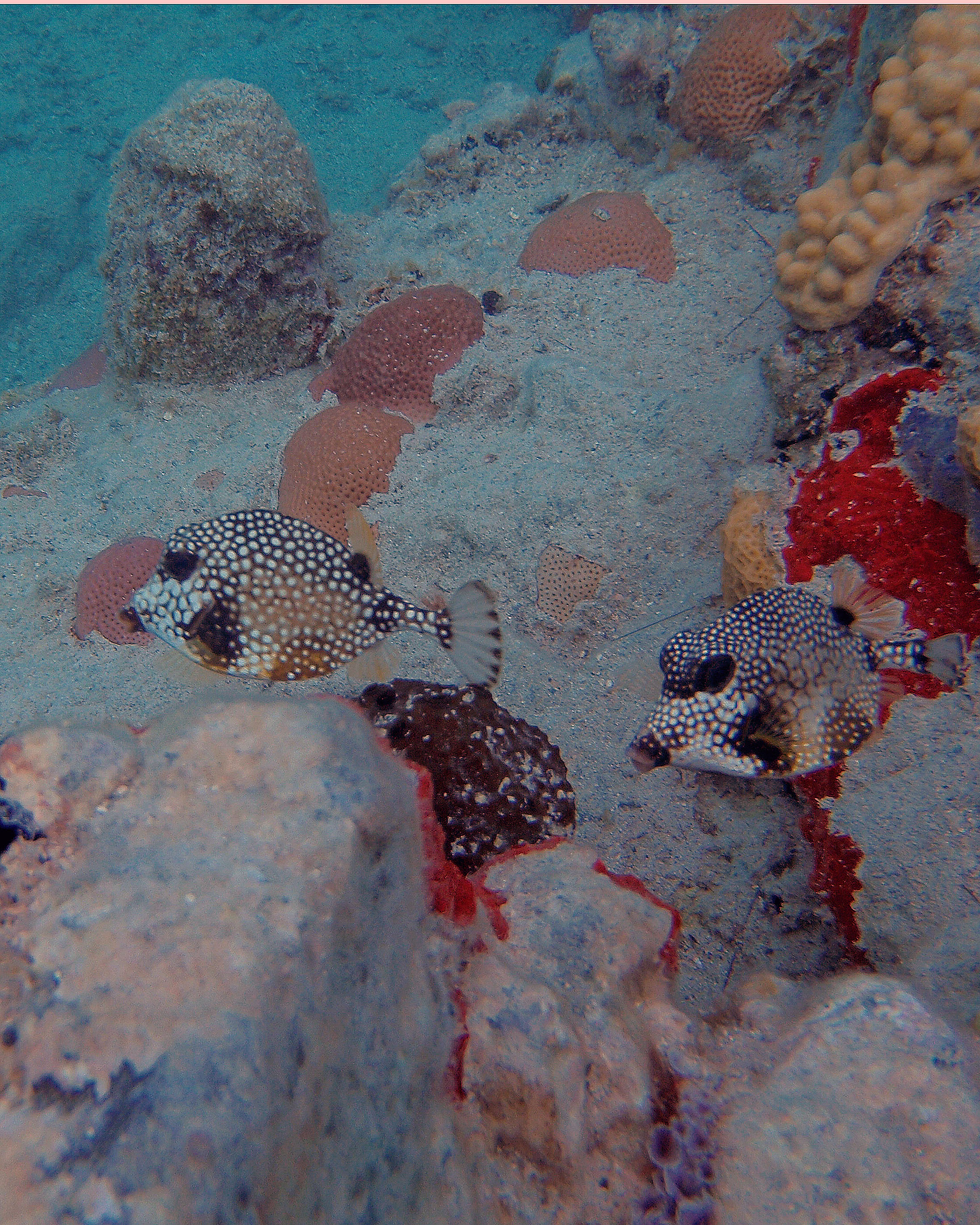 Boxfish6